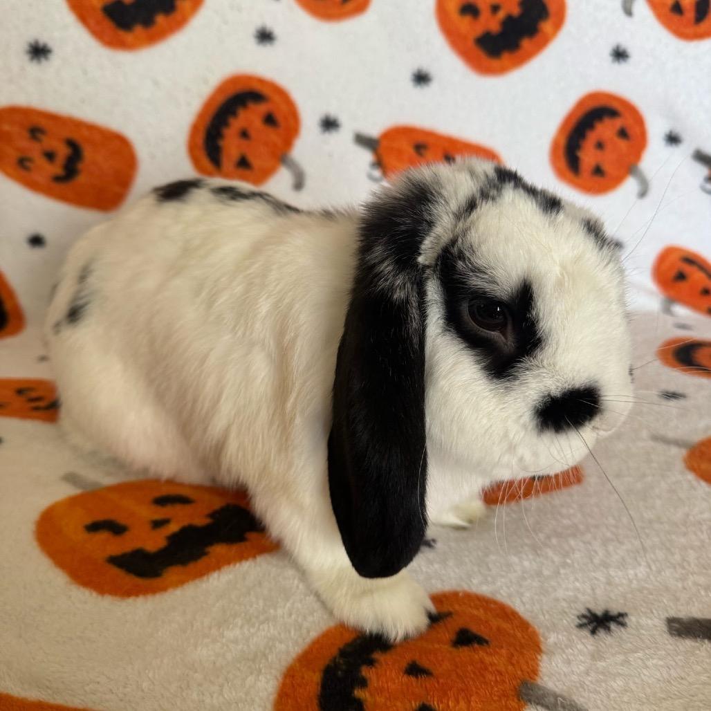 Enlarge Houdini, a Adoptable Mini Lop in Brea, CA image 5/6