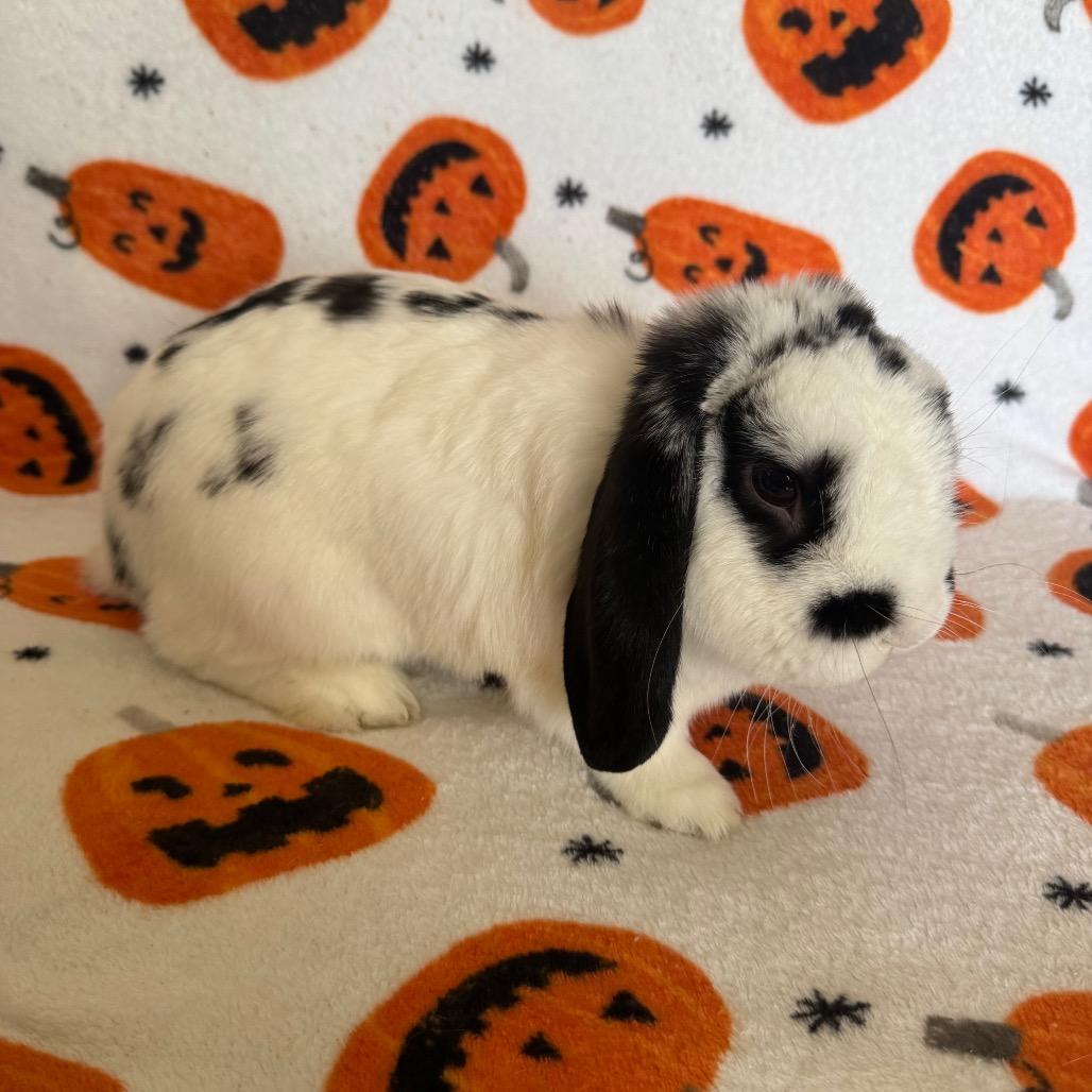 Enlarge Houdini, a Adoptable Mini Lop in Brea, CA image 6/6