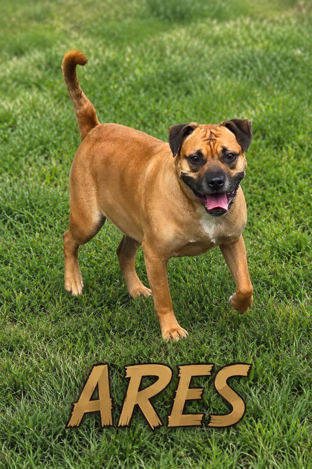 Ares, ADOPTABLE, Young Male Pit Bull Terrier.