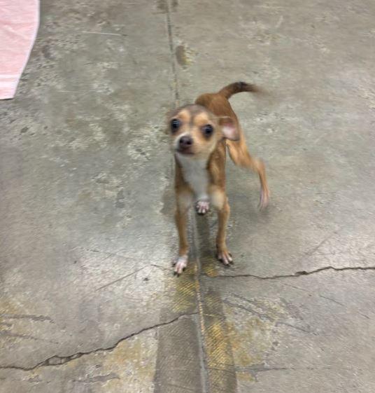 Fawn, Adoptable, Young Male Chihuahua.