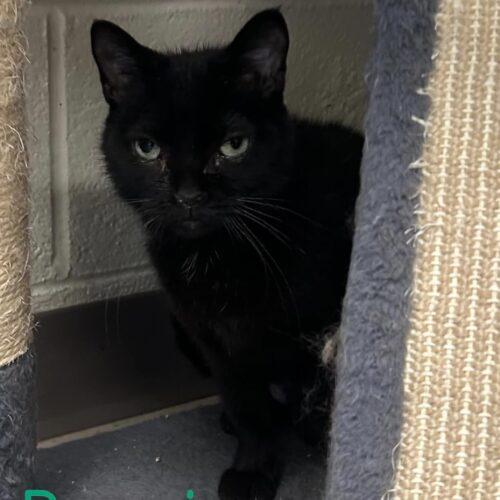 Enlarge Bonnie, a Adoptable Domestic Short Hair in Burlington, IA image 1/3