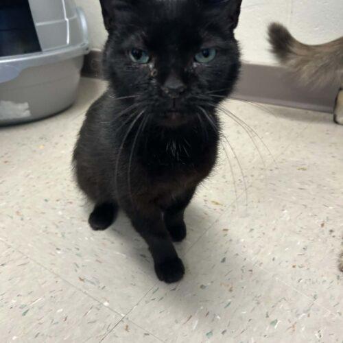 Bonnie, Adoptable, Young Female Domestic Short Hair.