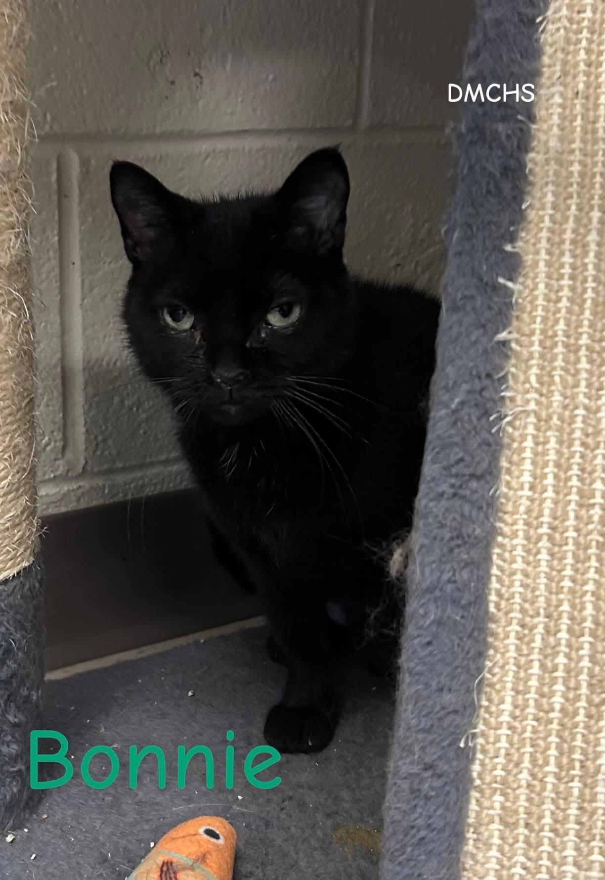 Enlarge Bonnie, a Adoptable Domestic Short Hair in Burlington, IA image 2/3