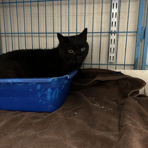 Enlarge Bonnie, a Adoptable Domestic Short Hair in Burlington, IA image 3/3