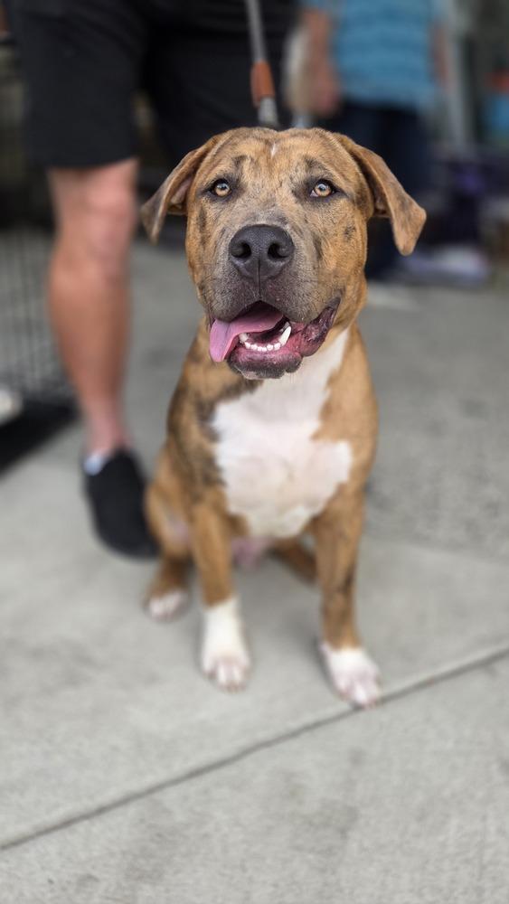 Enlarge Lincoln, a Adoptable mixed breed in Gillsville, GA image 1/6