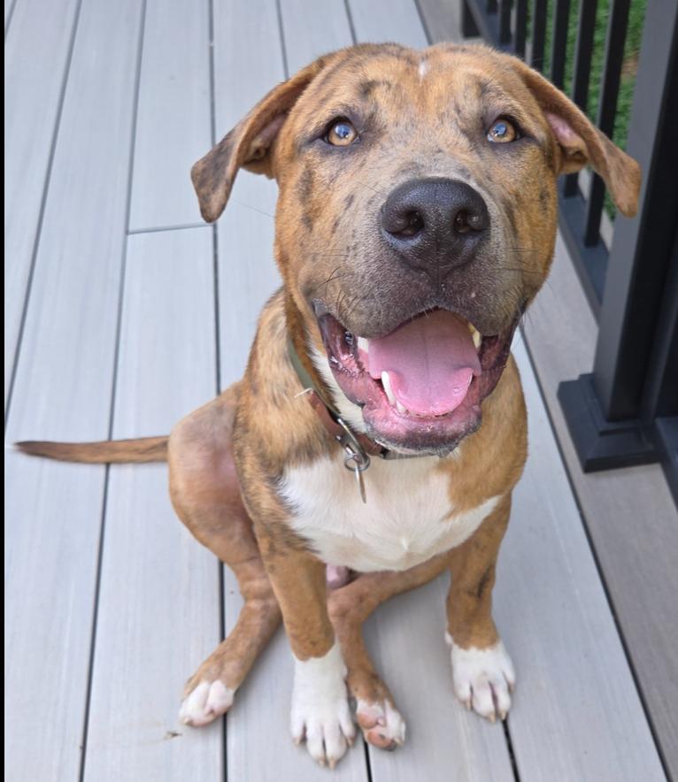 Enlarge Lincoln, a Adoptable mixed breed in Gillsville, GA image 2/6