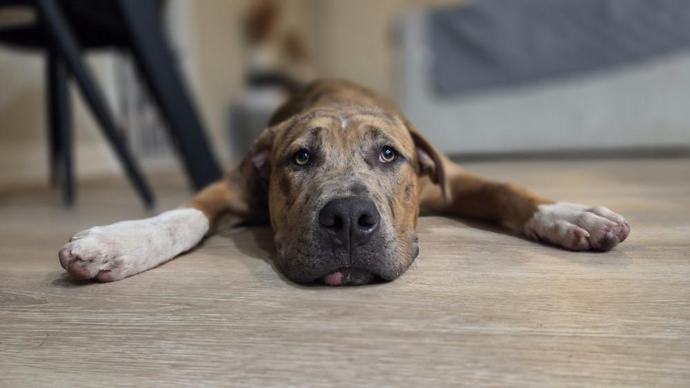 Enlarge Lincoln, a Adoptable mixed breed in Gillsville, GA image 3/6