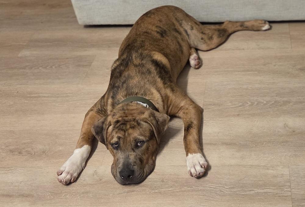 Enlarge Lincoln, a Adoptable mixed breed in Gillsville, GA image 4/6