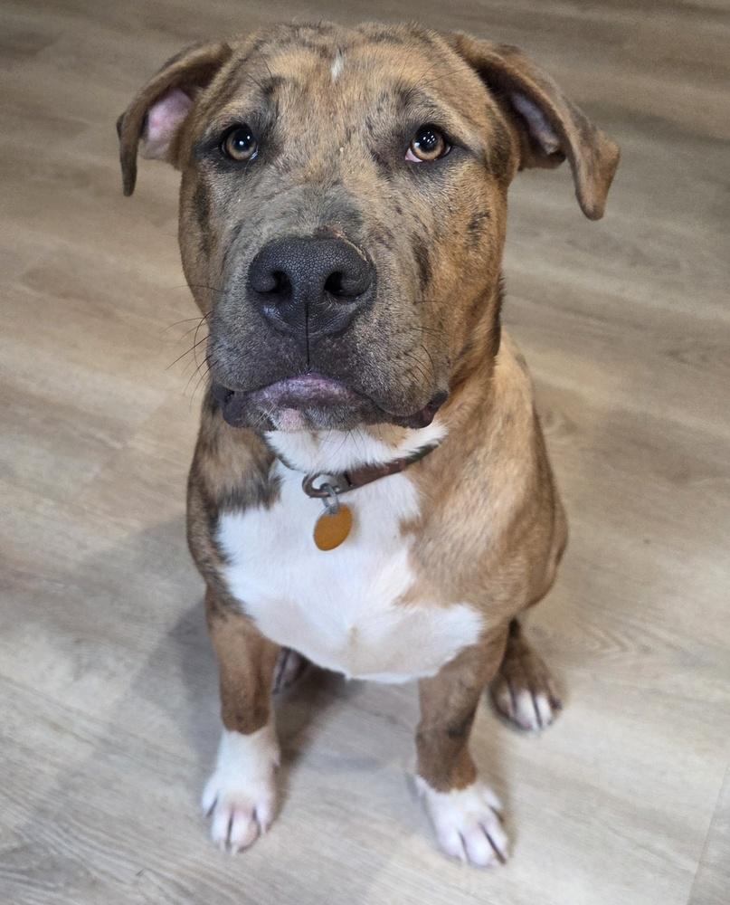 Enlarge Lincoln, a Adoptable mixed breed in Gillsville, GA image 5/6