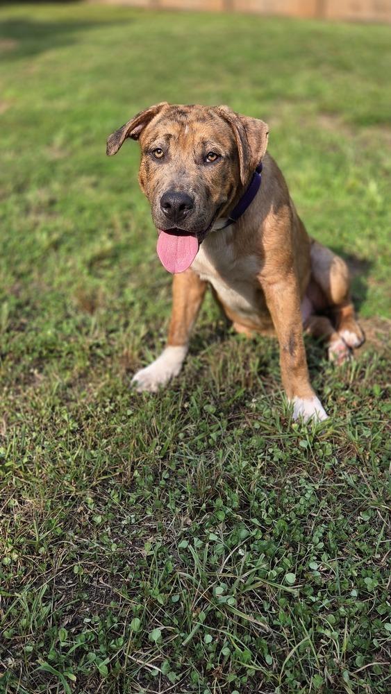 Enlarge Lincoln, a Adoptable mixed breed in Gillsville, GA image 6/6