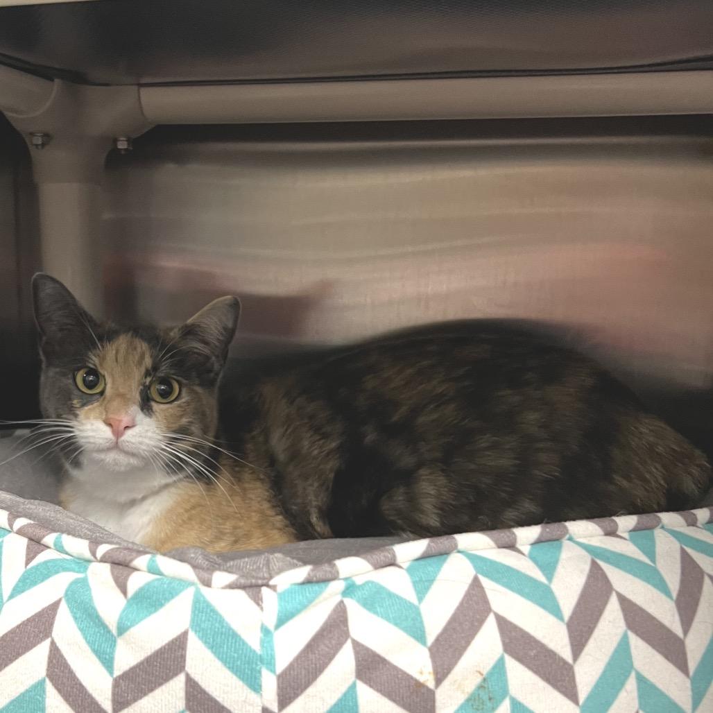 Chamomile, Adoptable, Adult Female Domestic Short Hair & Domestic Short Hair.