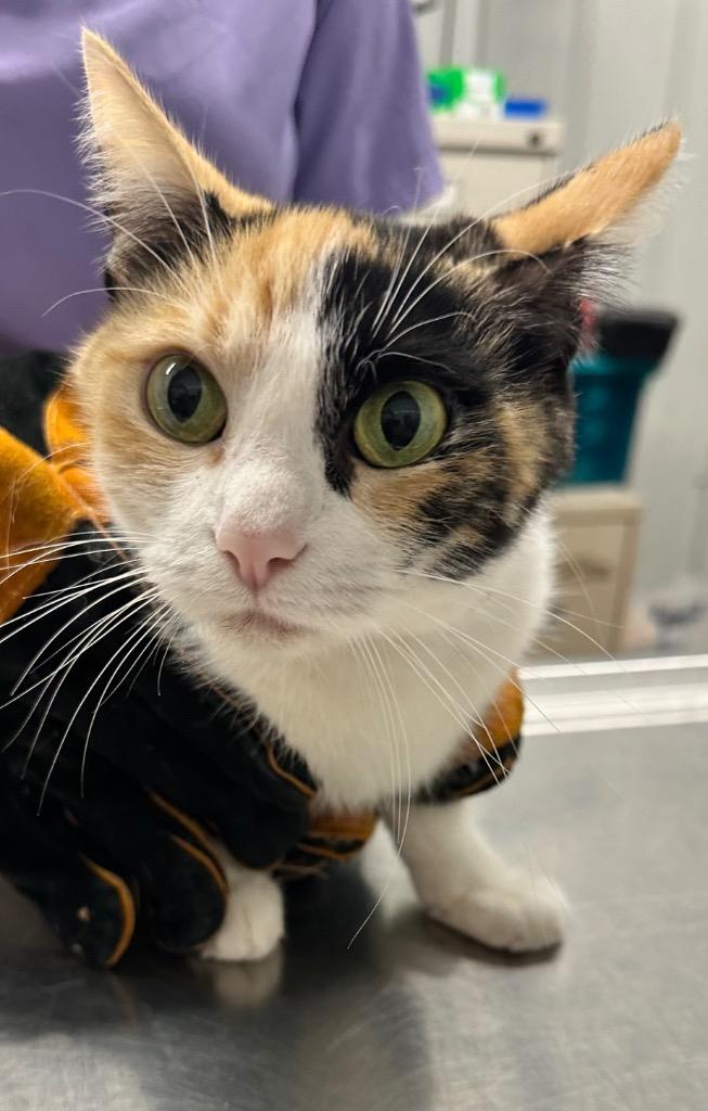 Willow, Adoptable, Adult Female Domestic Short Hair.