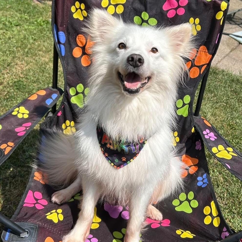Ozzy Bear