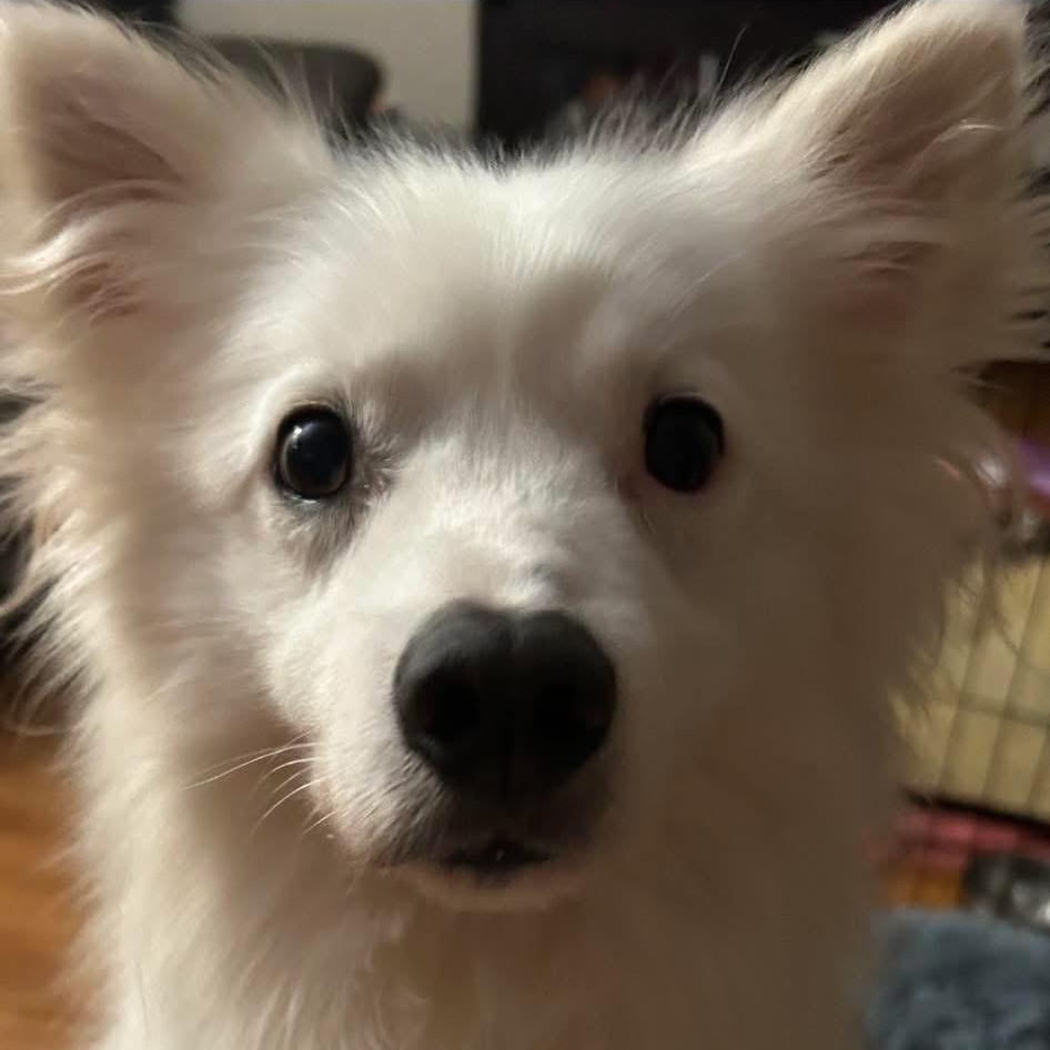Ozzy Bear