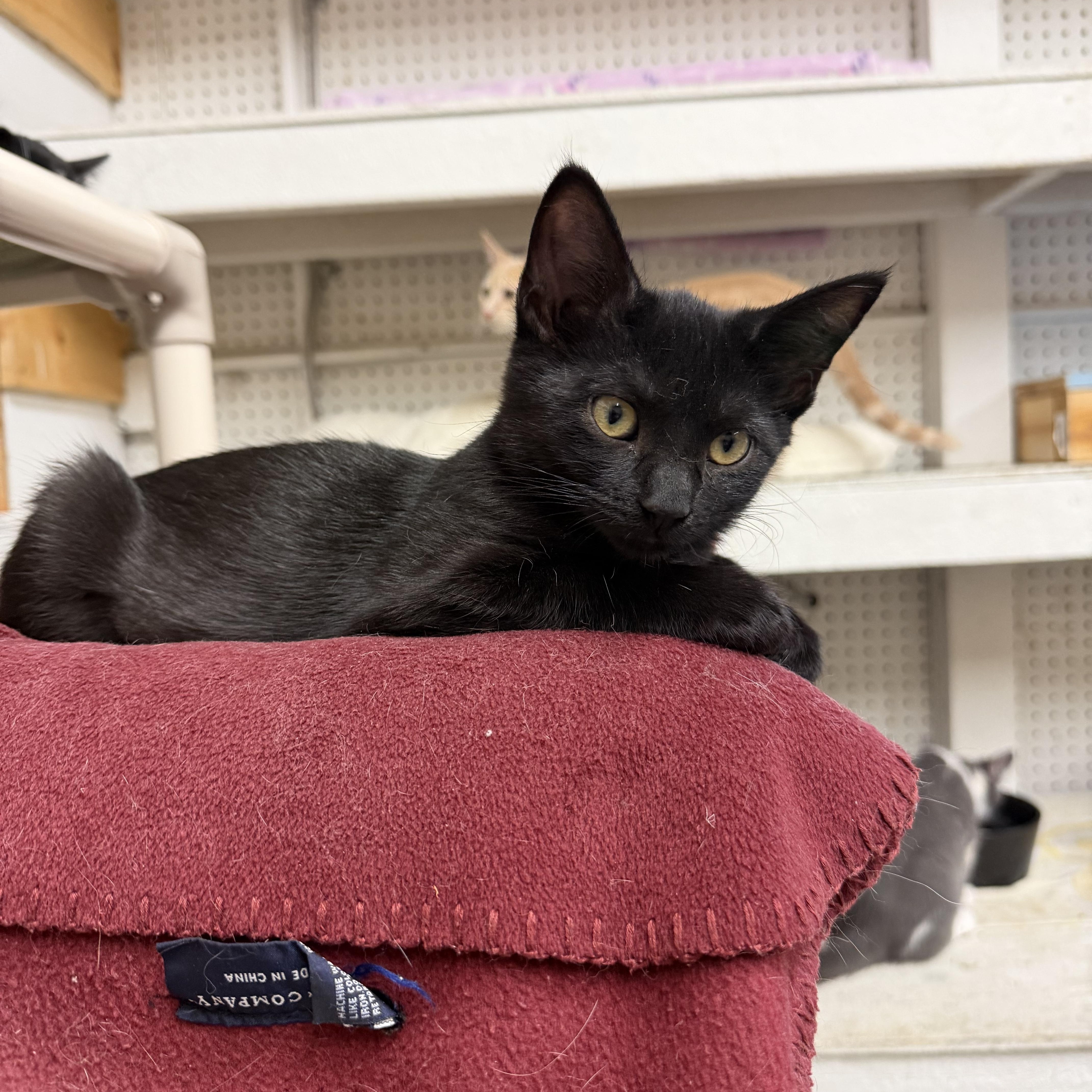 Enlarge YoYo, a Adoptable Domestic Short Hair in Mauston, WI image 1/1