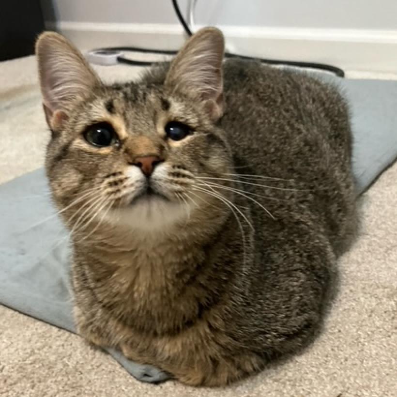 Enlarge Peach, a Adoptable Domestic Short Hair in Atlanta, GA image 1/2