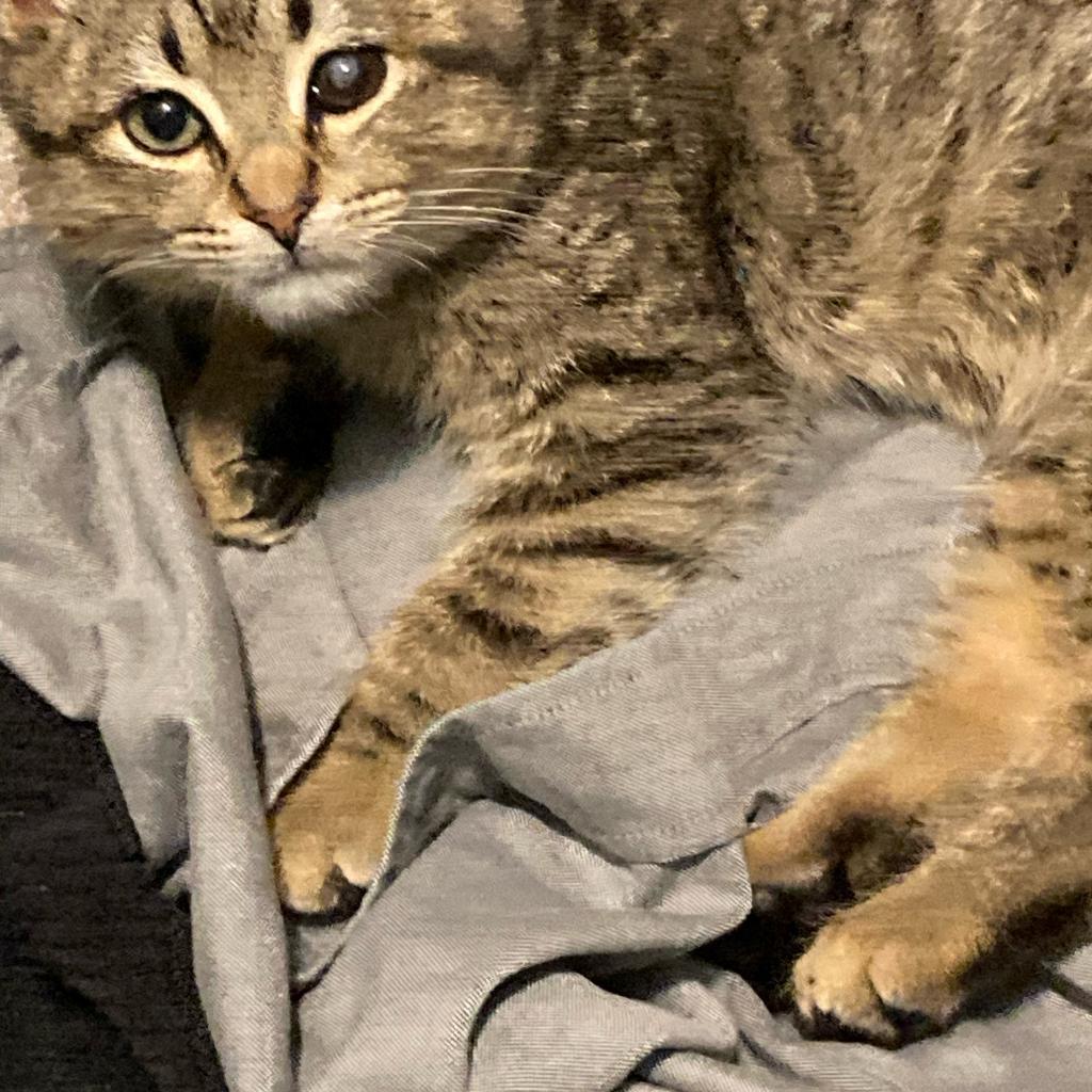 Enlarge Peach, a Adoptable Domestic Short Hair in Atlanta, GA image 2/2