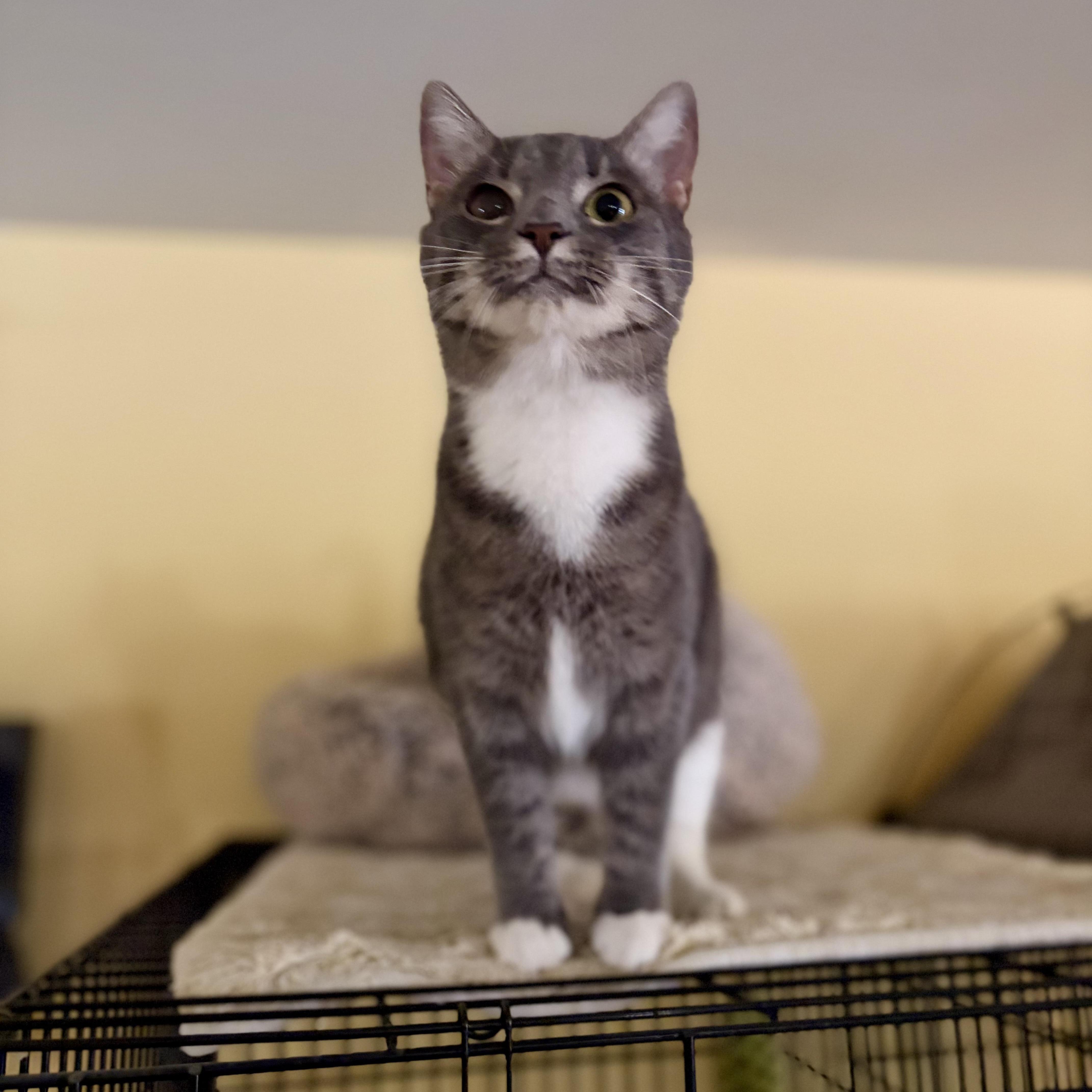Enlarge Piper, a Adoptable Domestic Short Hair in Greensboro, NC image 3/3