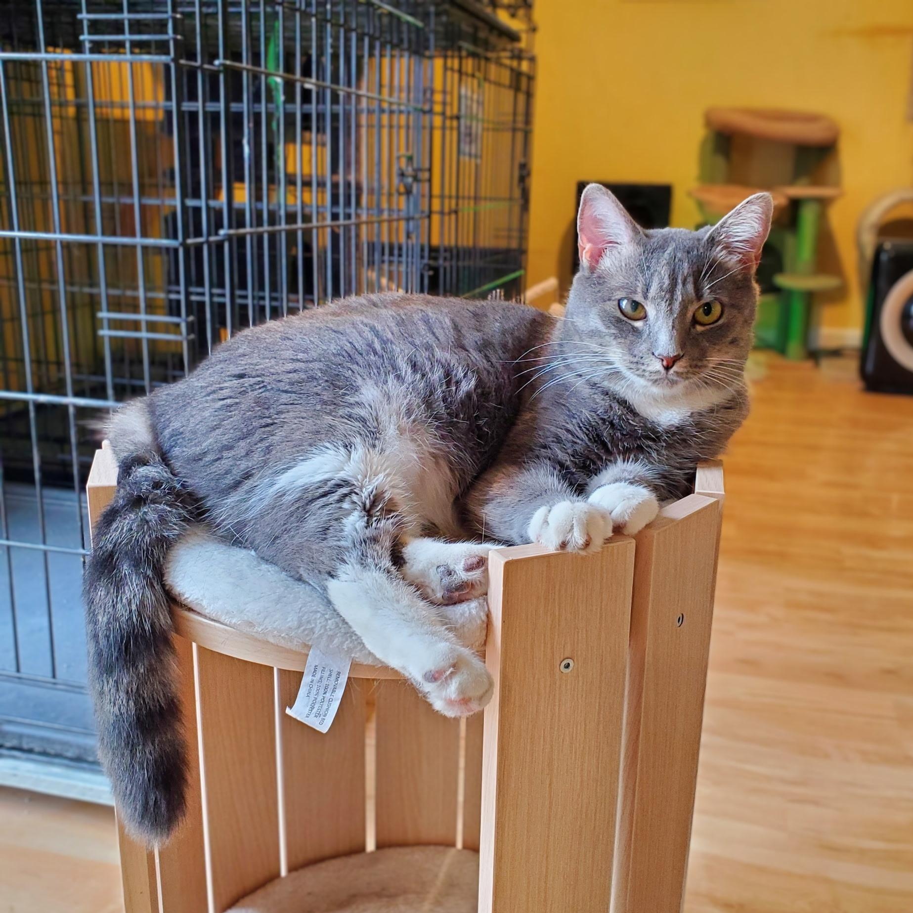 Enlarge Piper, a Adoptable Domestic Short Hair in Greensboro, NC image 1/3