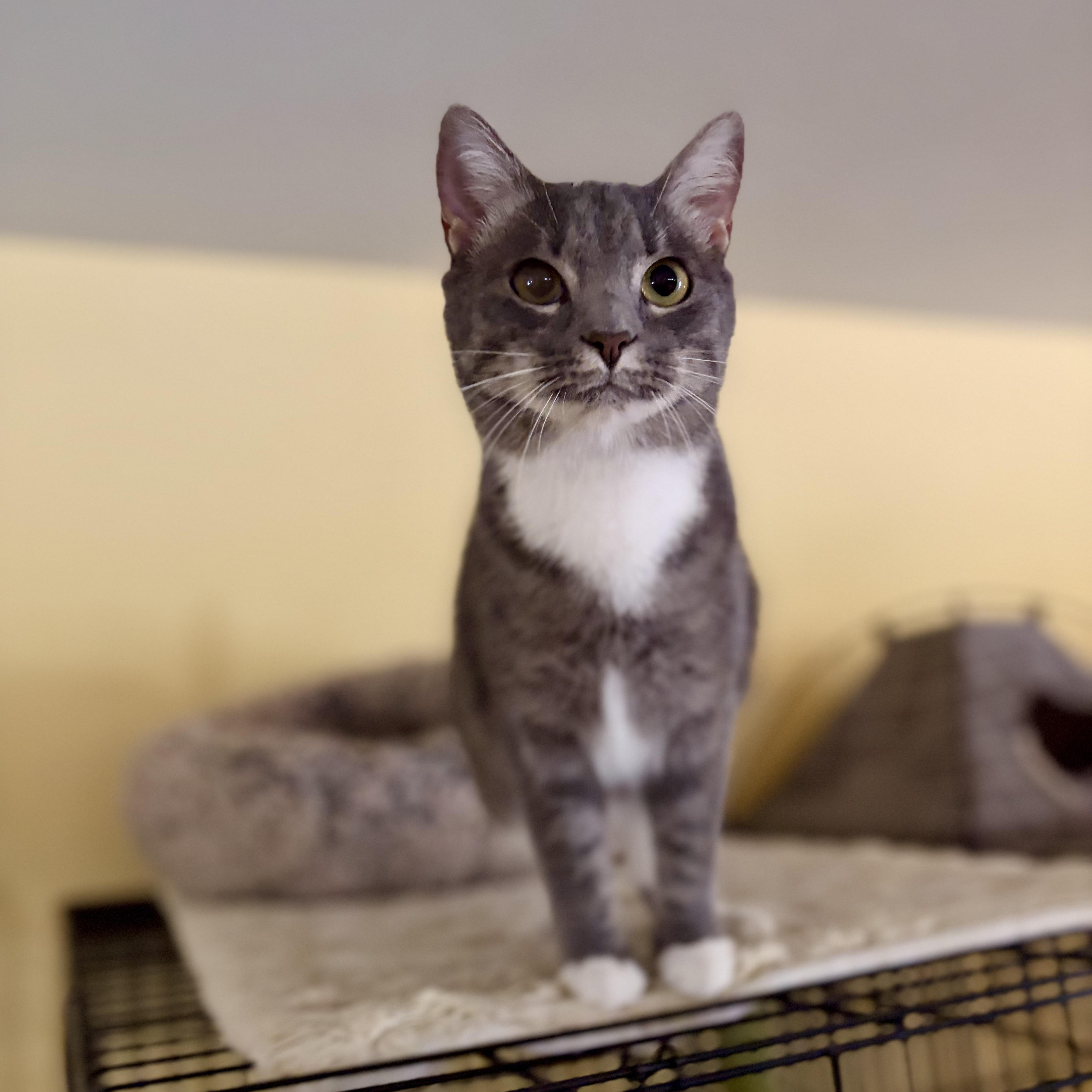 Enlarge Piper, a Adoptable Domestic Short Hair in Greensboro, NC image 2/3