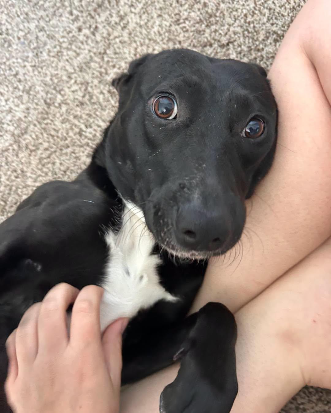 Elvira, an adopted mixed breed in Stafford, VA image 2/2