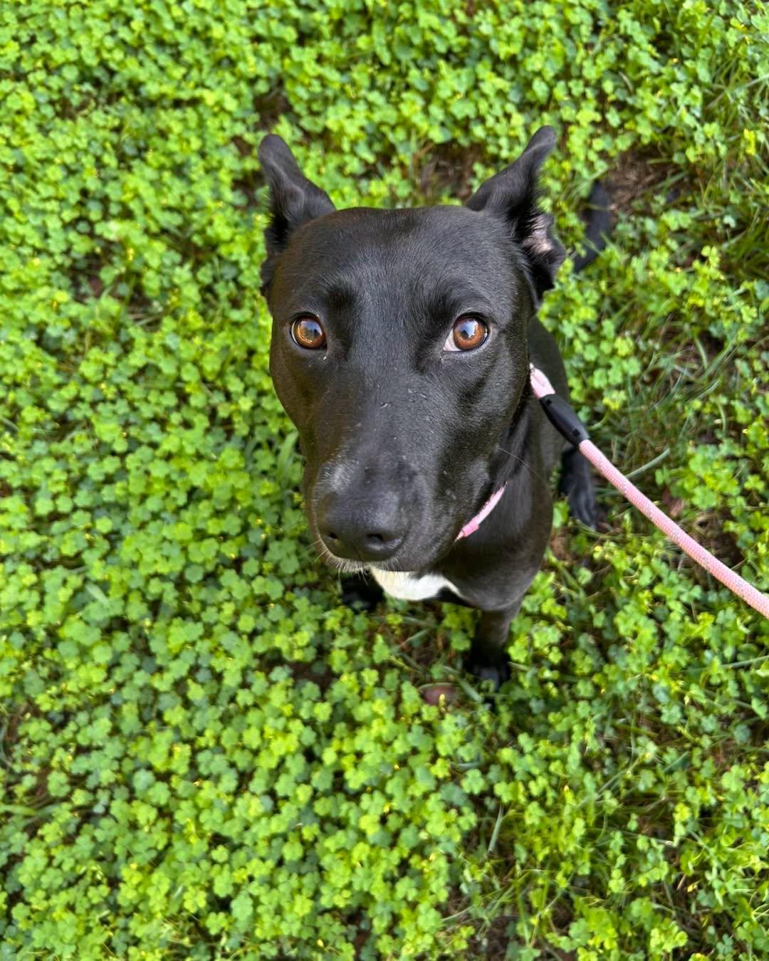 Elvira, an adopted mixed breed in Stafford, VA image 1/2