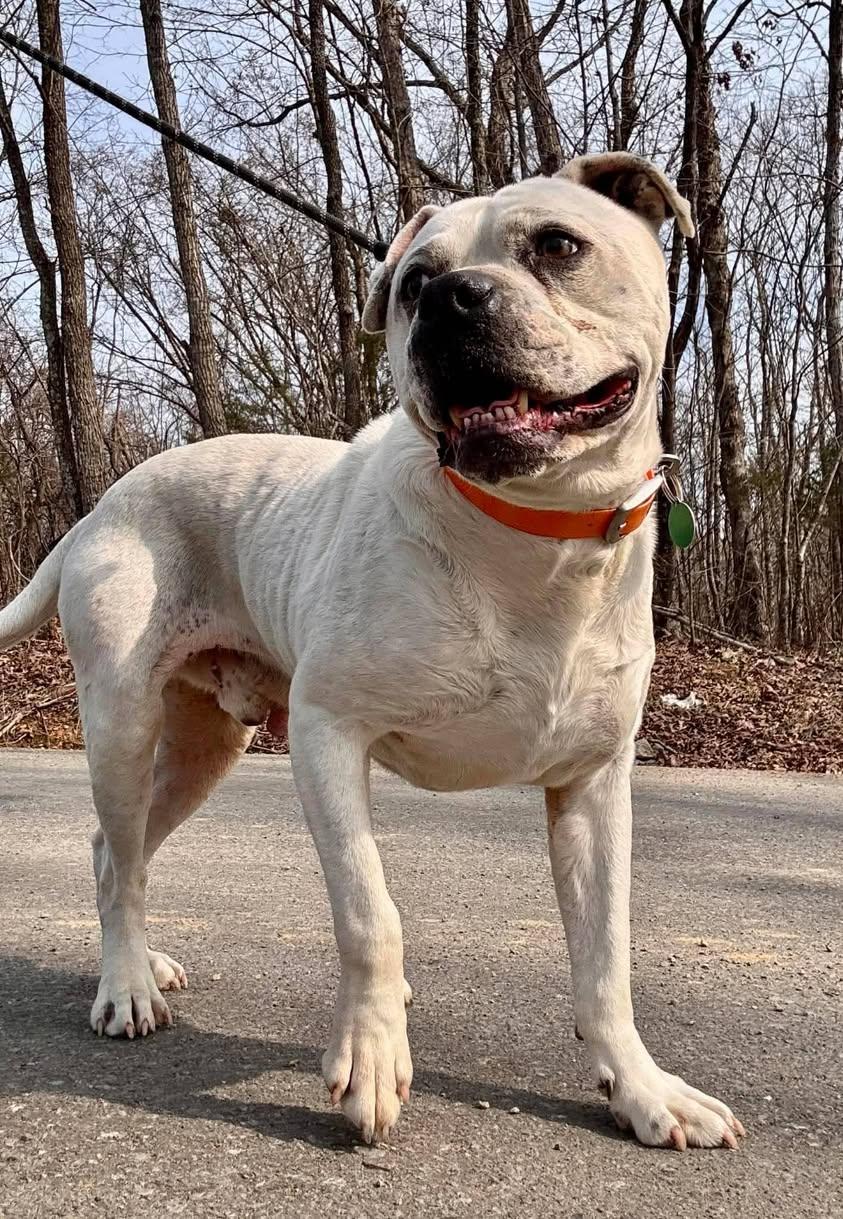Enlarge MOSES, a ADOPTABLE Terrier in Waverly, TN image 3/4