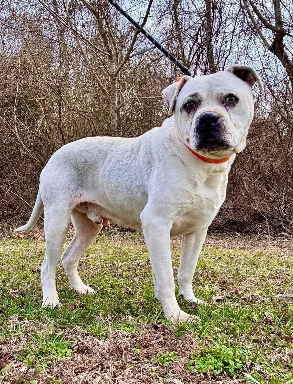 Enlarge MOSES, a ADOPTABLE Terrier in Waverly, TN image 2/4