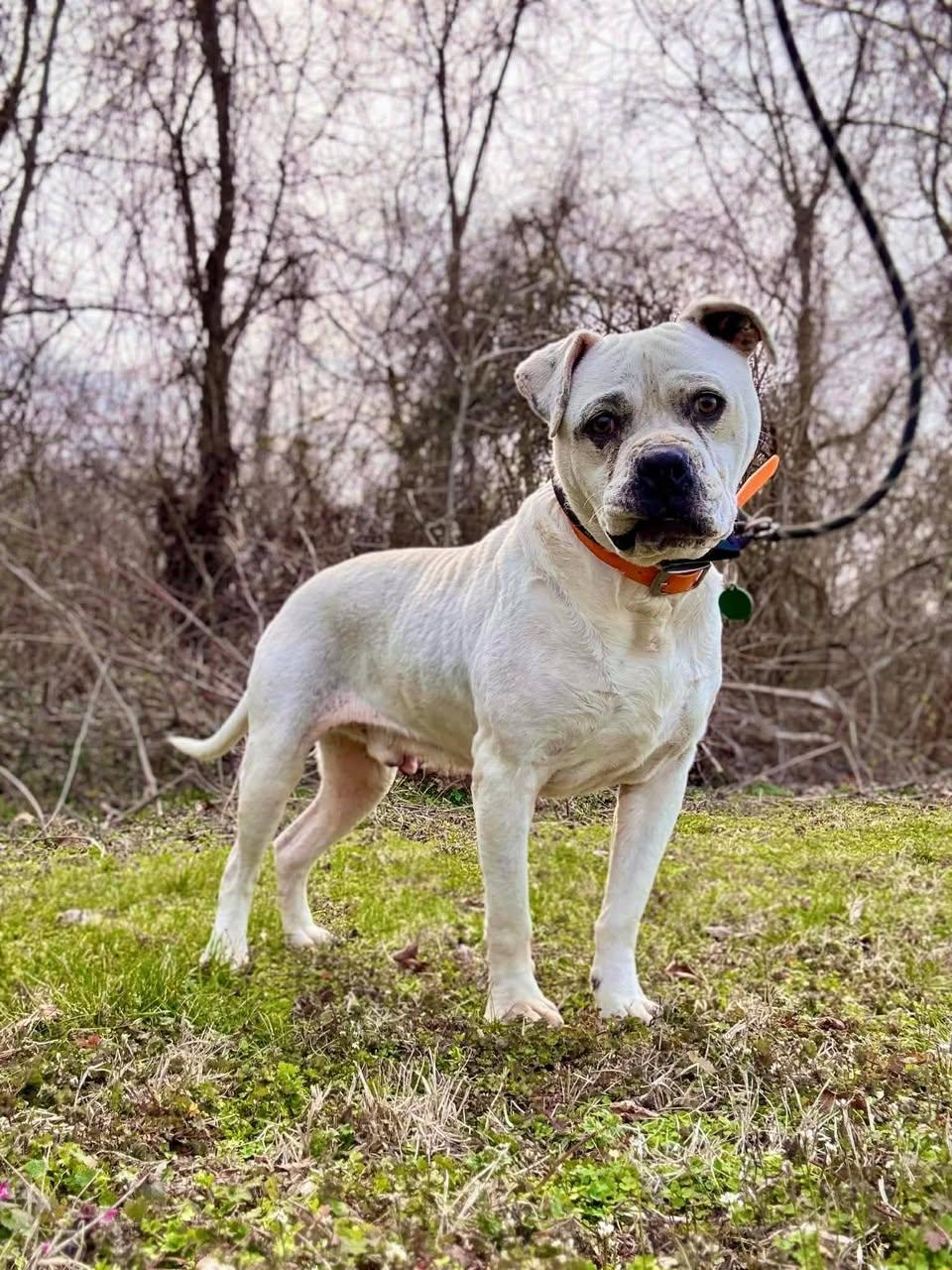 Enlarge MOSES, a ADOPTABLE Terrier in Waverly, TN image 1/4