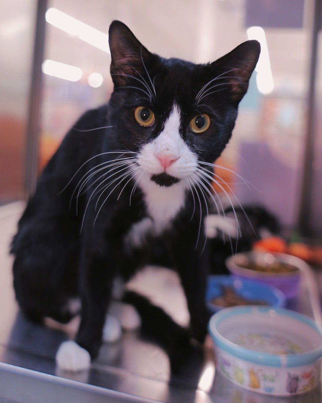 James Bond, Adoptable, Adult Male Domestic Short Hair.