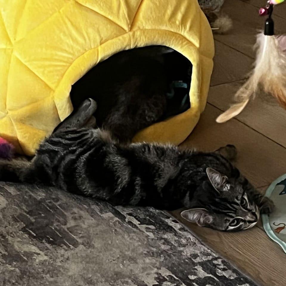 Enlarge Sedona, a Adoptable Domestic Short Hair in Tampa, FL image 1/3