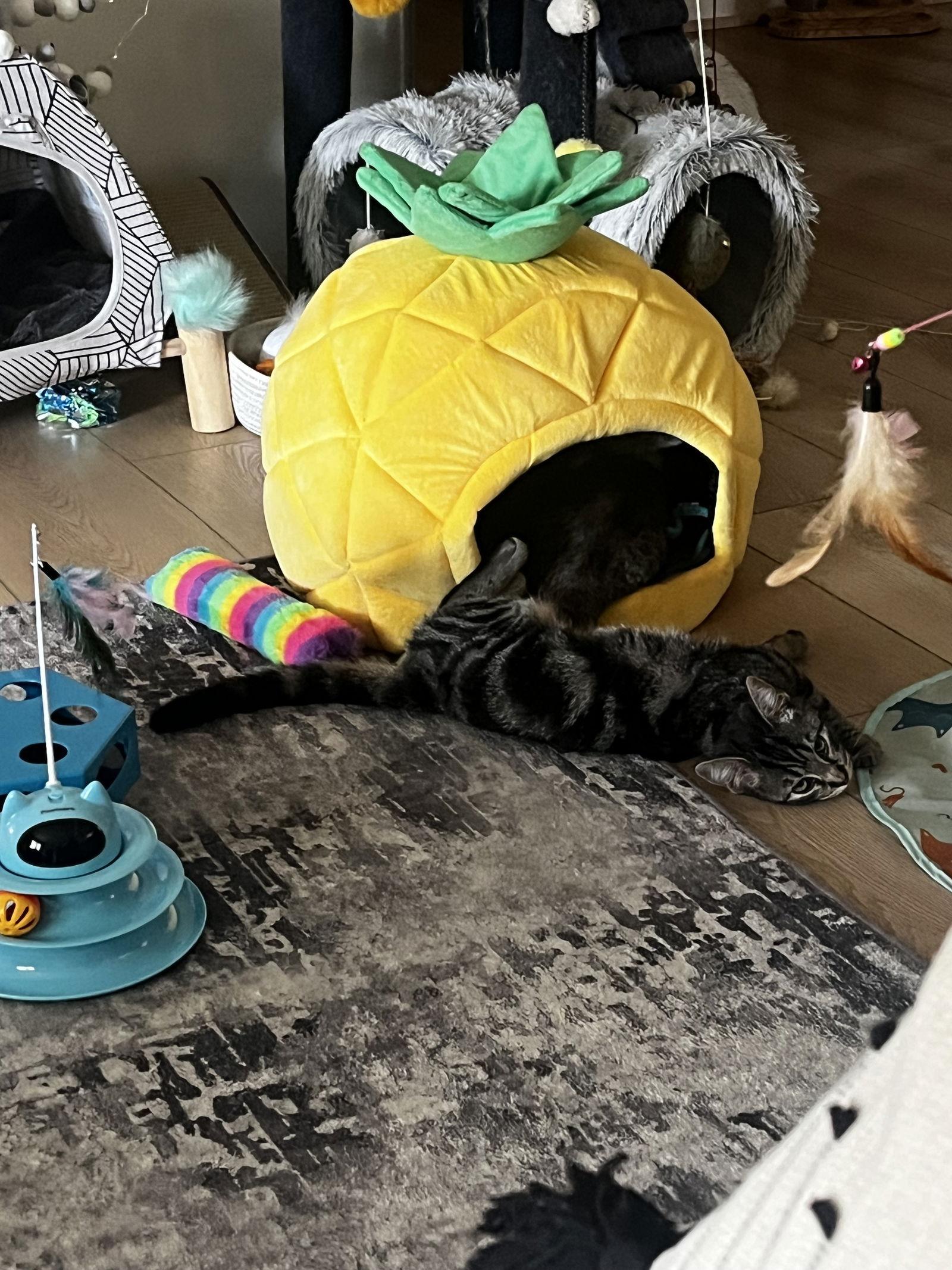 Enlarge Sedona, a Adoptable Domestic Short Hair in Tampa, FL image 2/3