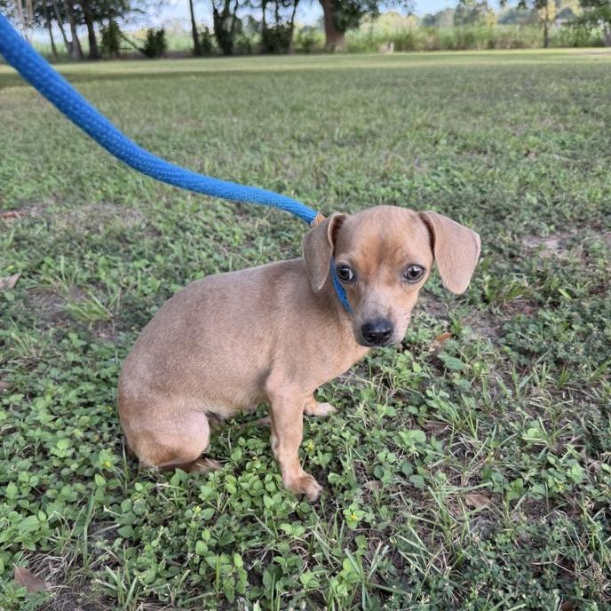 Joni Jean, Adoptable, Adult Female Chihuahua & Mixed Breed.