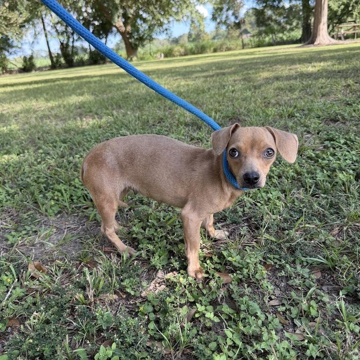 Enlarge Joni Jean, a Adoptable mixed breed in Carencro, LA image 2/4