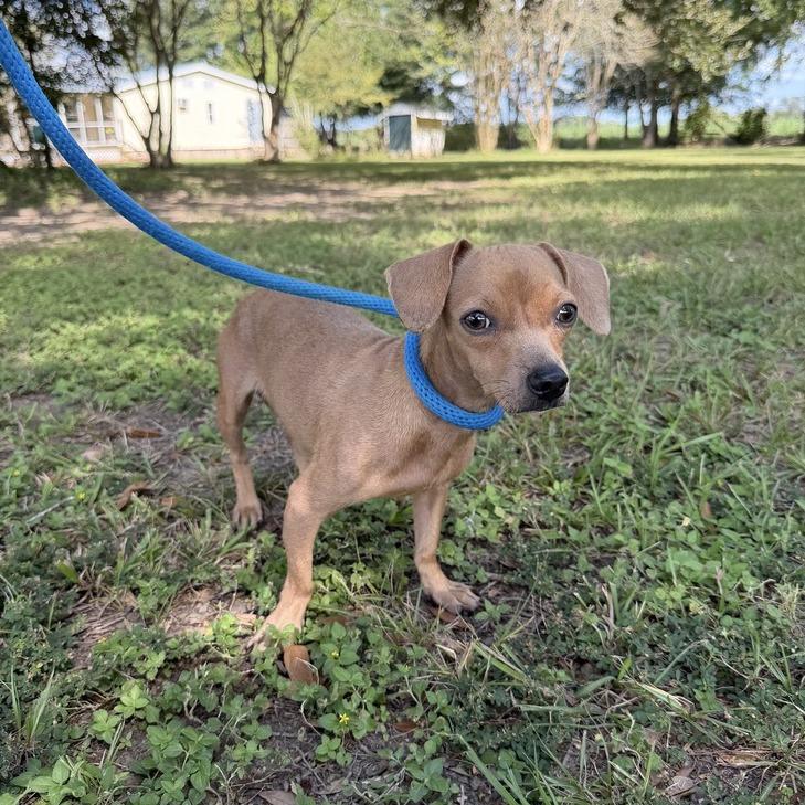 Enlarge Joni Jean, a Adoptable mixed breed in Carencro, LA image 3/4
