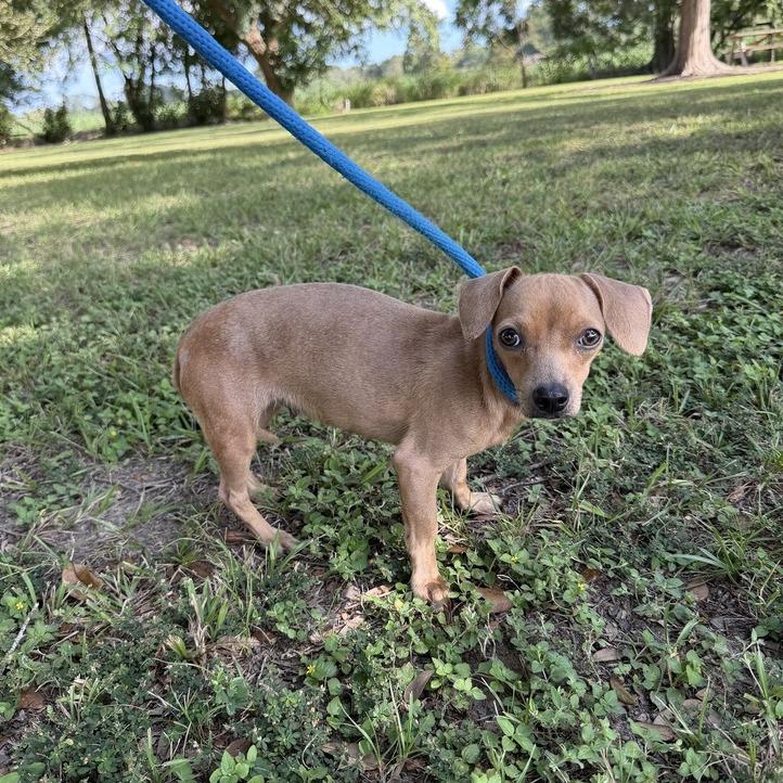 Enlarge Joni Jean, a Adoptable mixed breed in Carencro, LA image 4/4