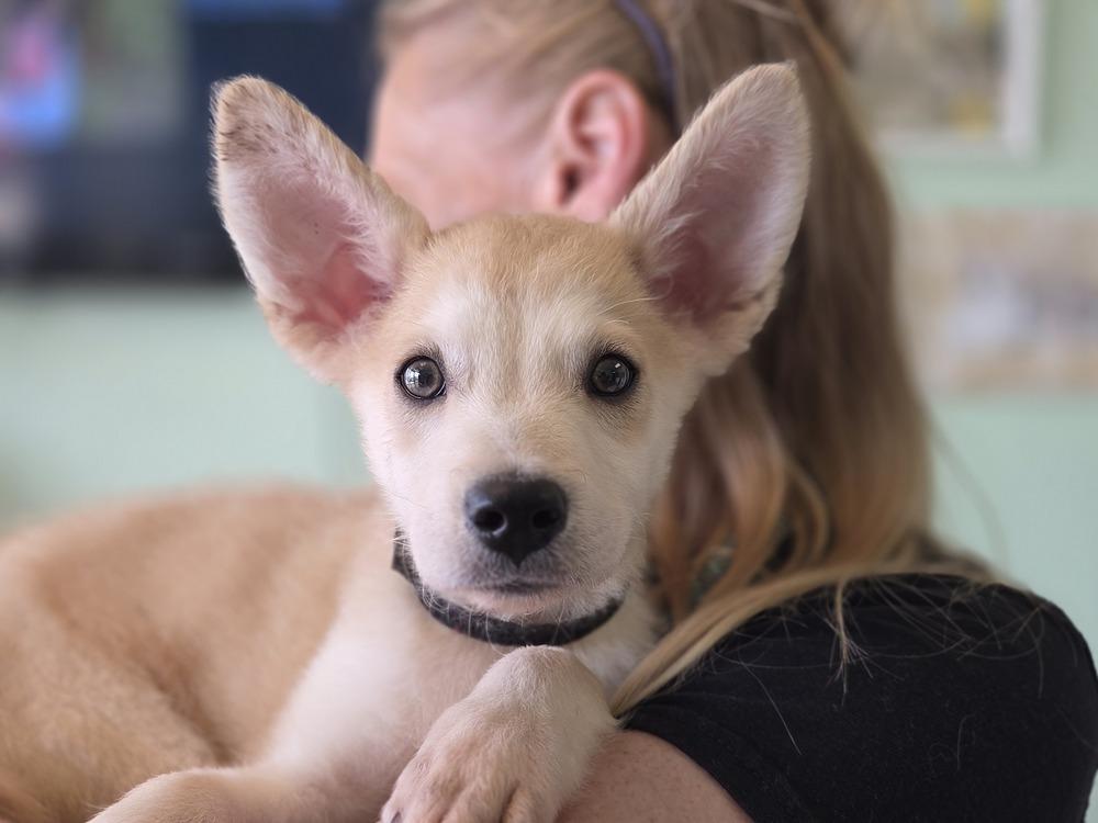 Milo, Adoptable, Puppy Male Mixed Breed.