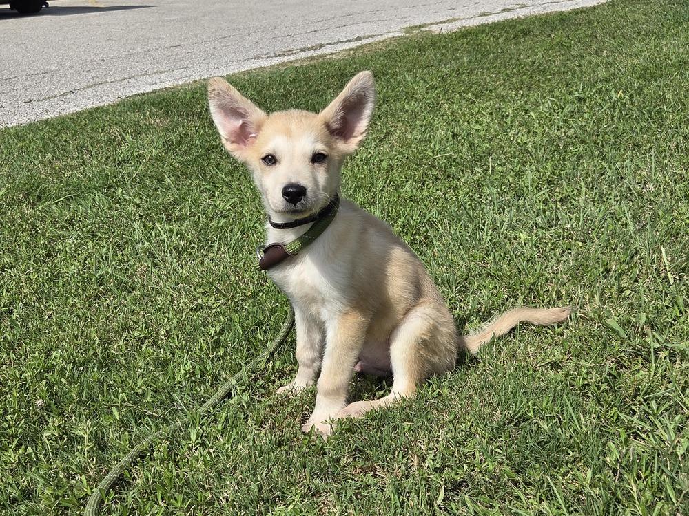 Milo, a Adoptable mixed breed in Lockhart, TX image 2/6