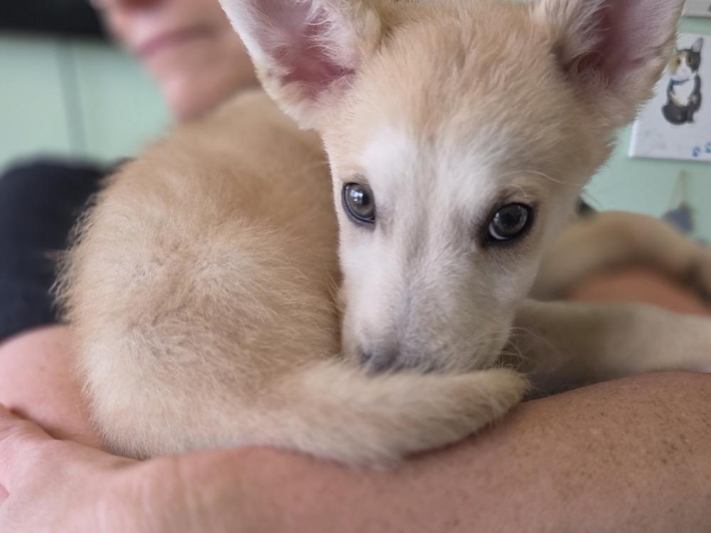 Milo, a Adoptable mixed breed in Lockhart, TX image 3/6