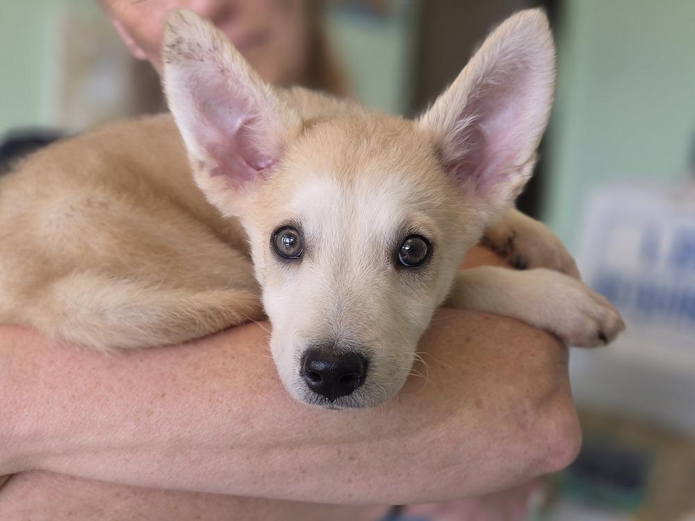 Milo, a Adoptable mixed breed in Lockhart, TX image 4/6