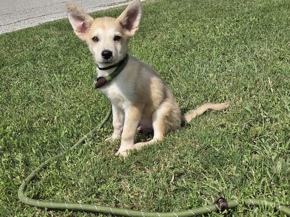 Milo, a Adoptable mixed breed in Lockhart, TX image 5/6