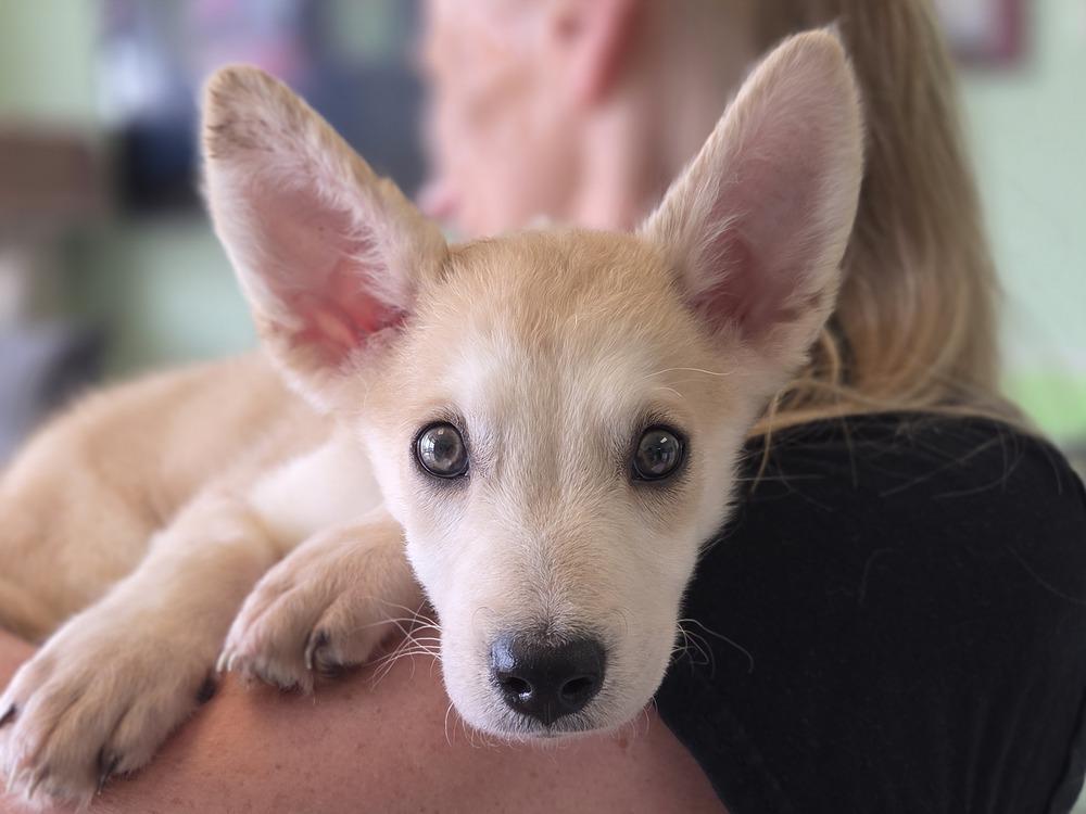 Milo, a Adoptable mixed breed in Lockhart, TX image 6/6