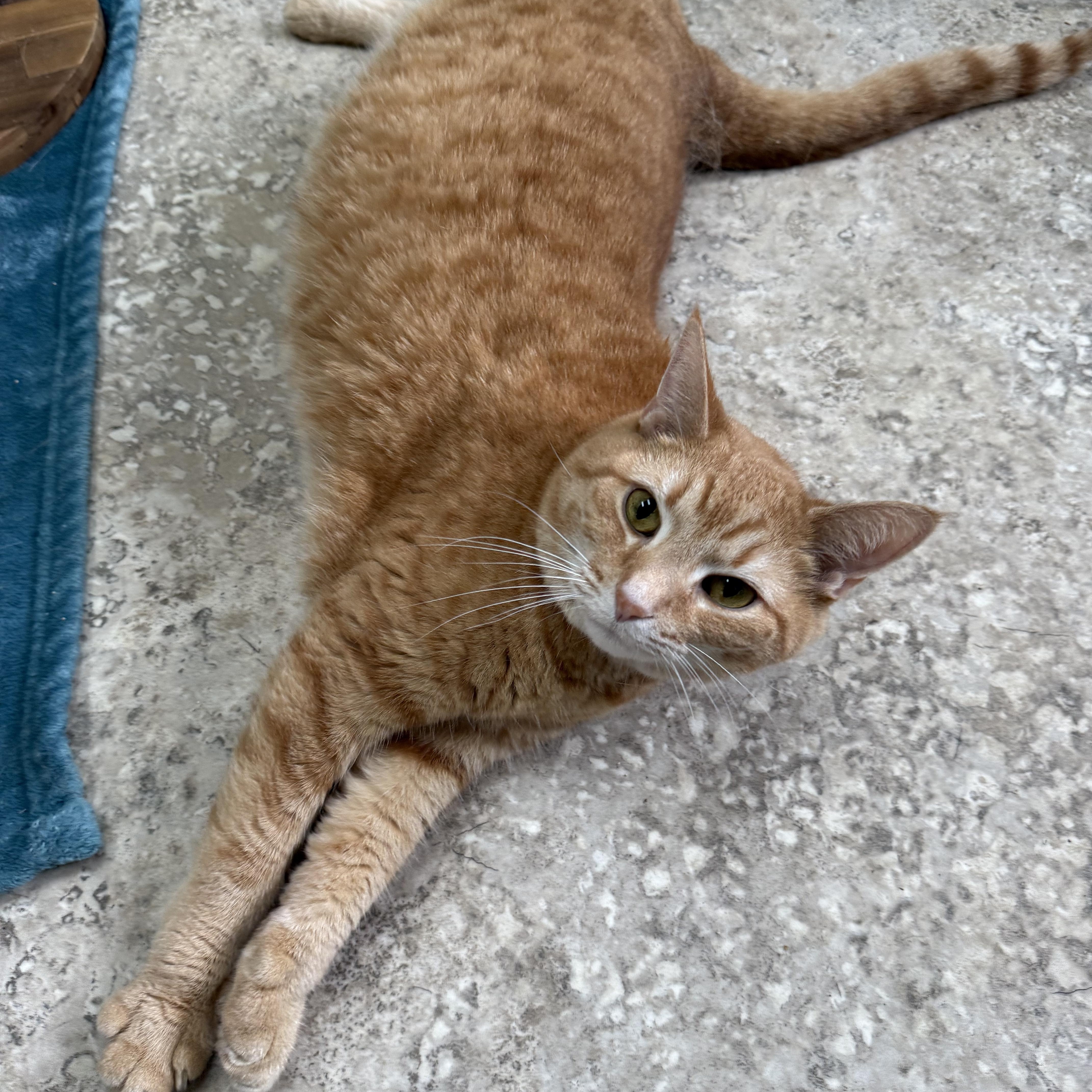 Gypsy , ADOPTABLE, Adult Female Domestic Short Hair.