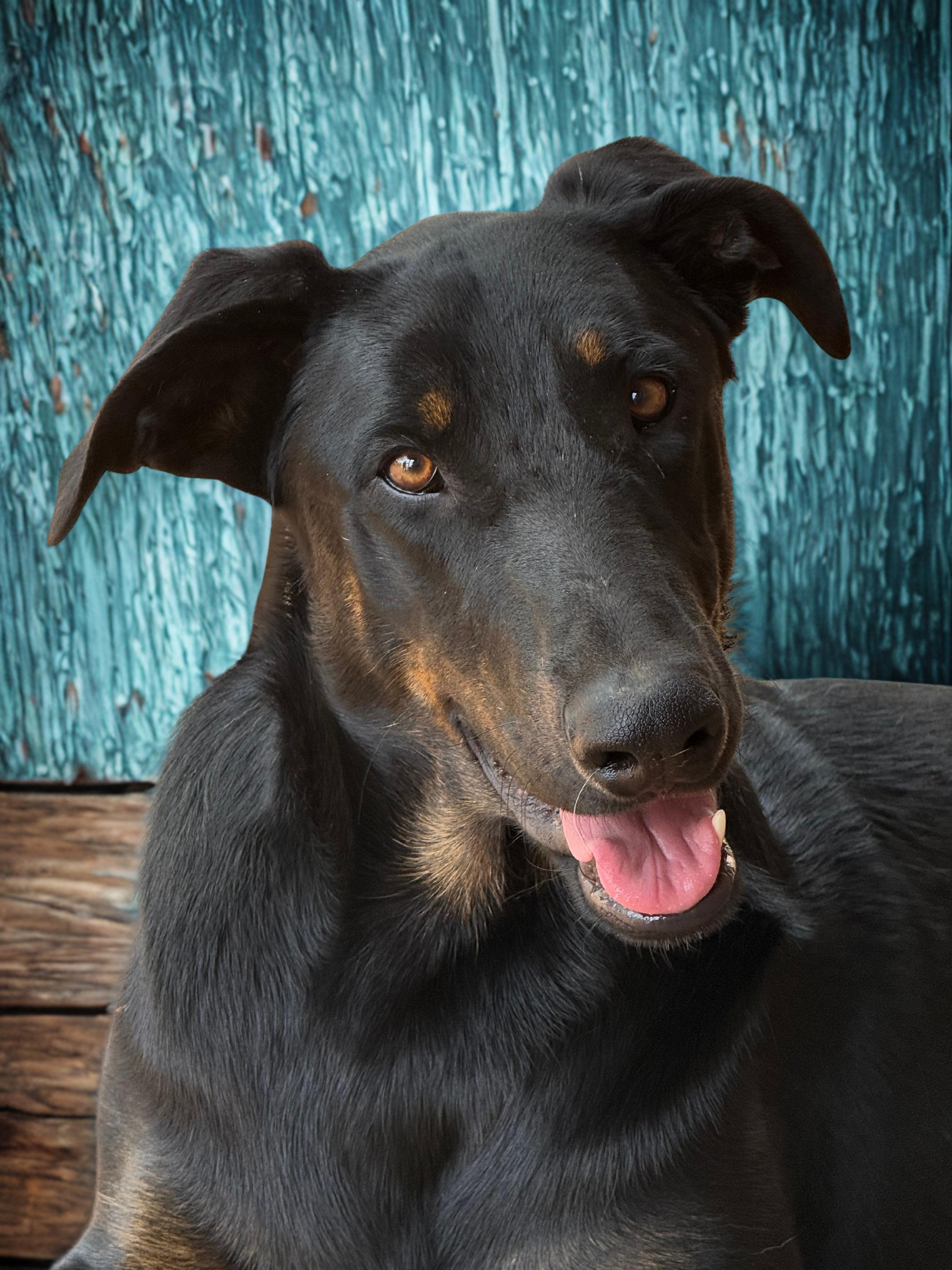 REX, Adoptable, Young Male German Shepherd Dog & Doberman Pinscher.