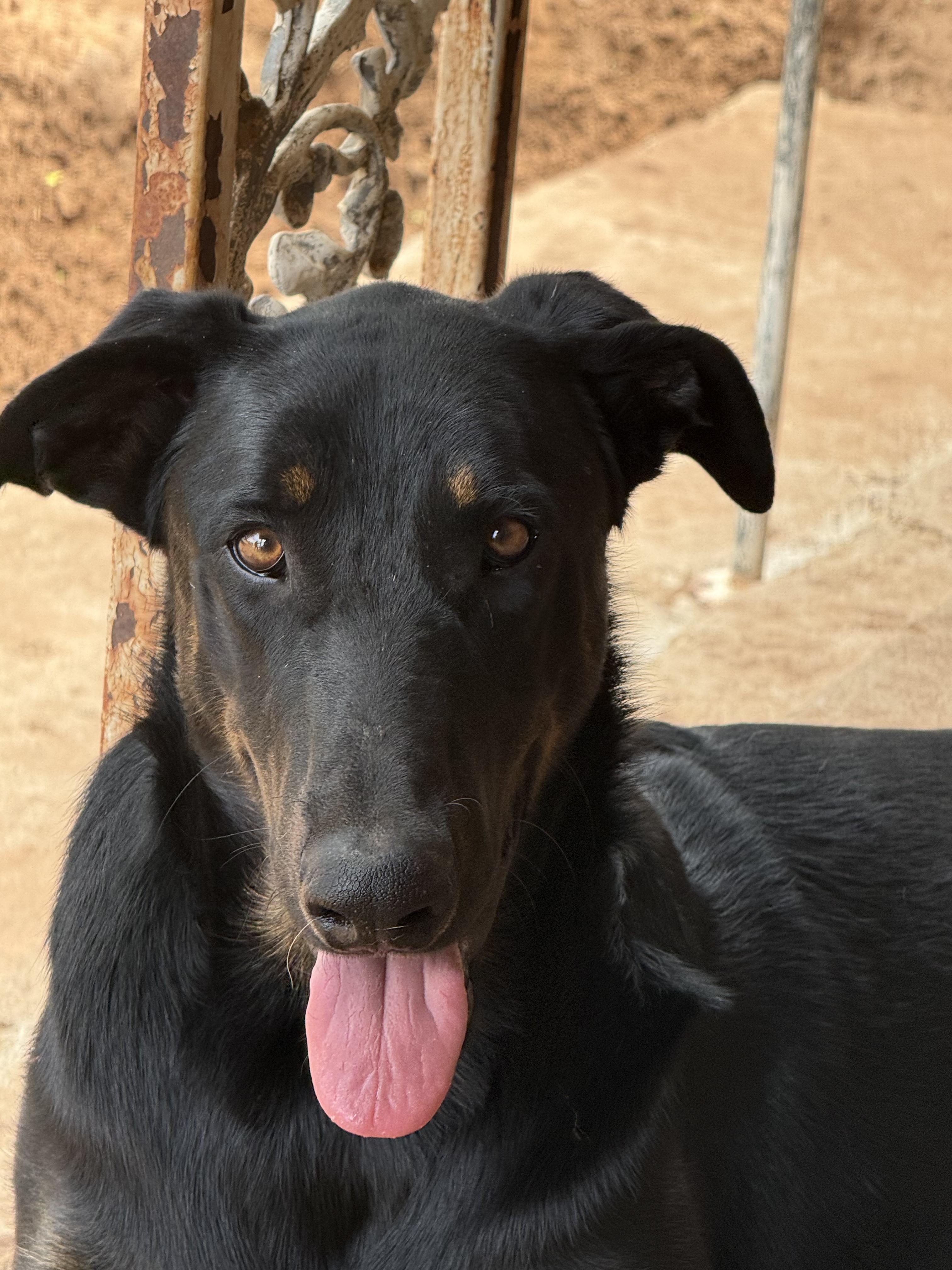 Enlarge REX, a Adoptable mixed breed in Levelland, TX image 3/6