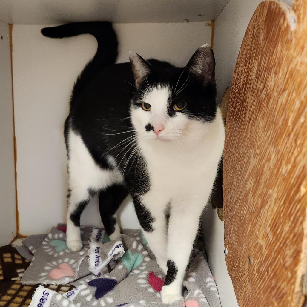 Martin, Adoptable, Adult Male Domestic Short Hair.