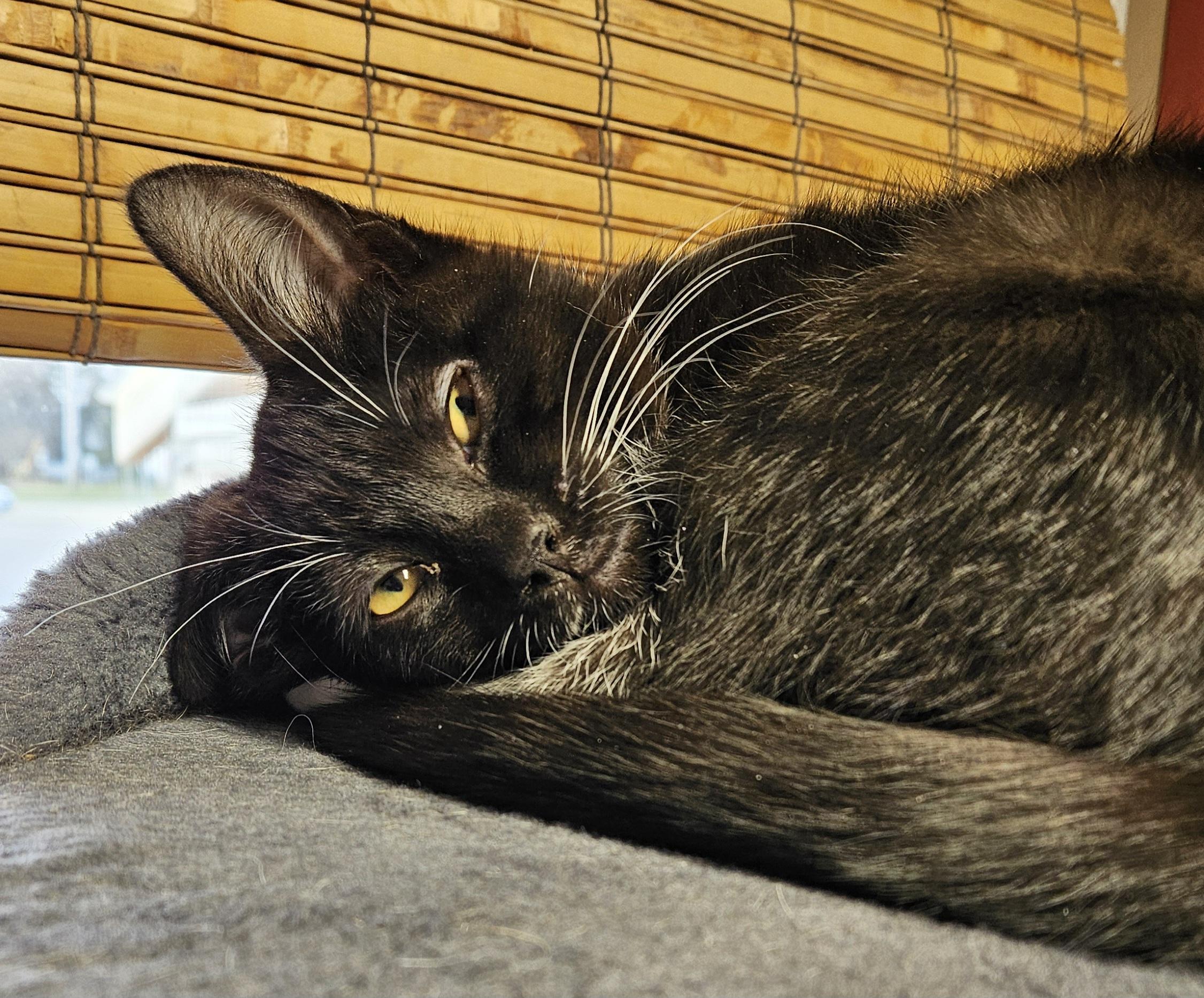 Enlarge Cameo, a Adoptable Domestic Short Hair in Brockport, NY image 6/6