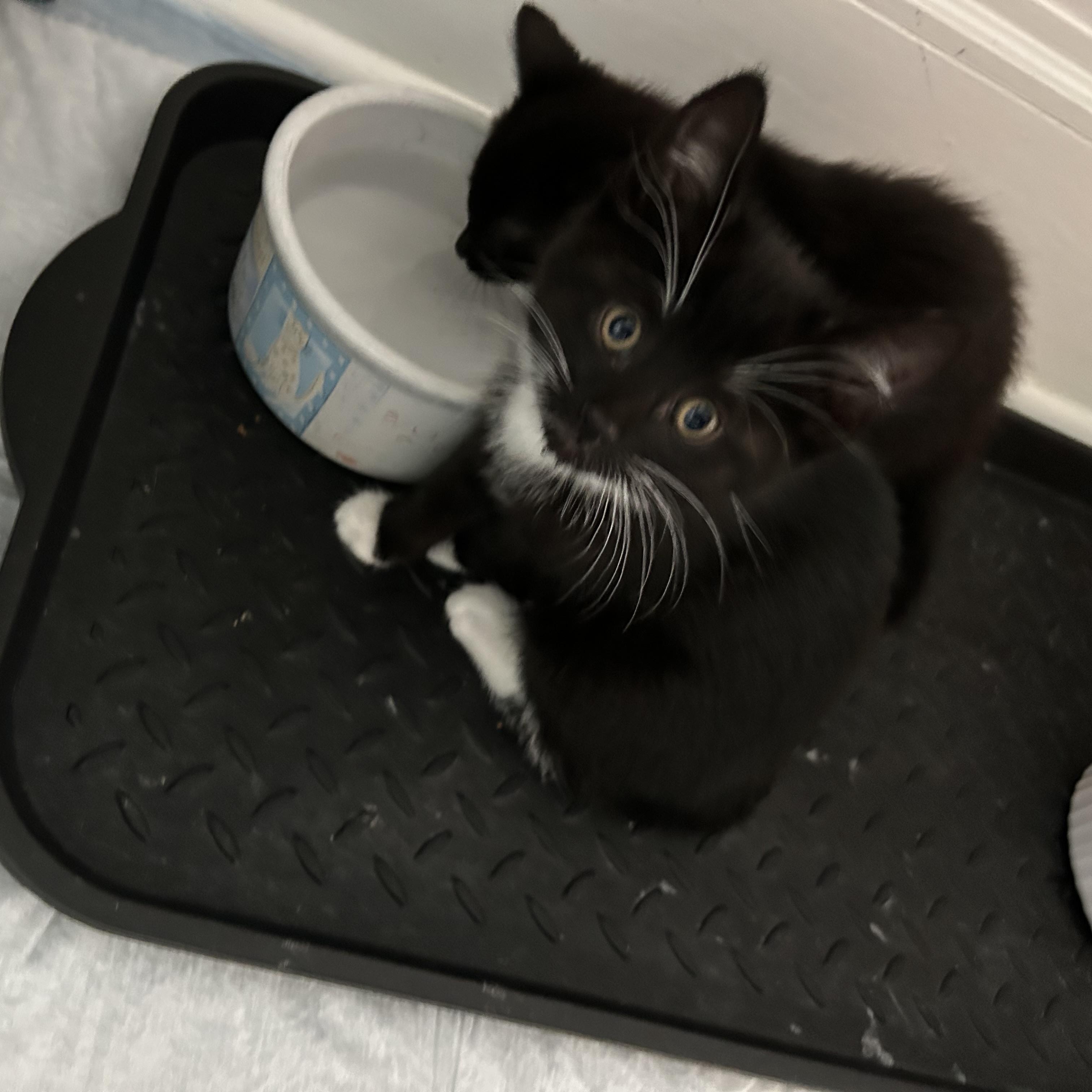 Enlarge Cameo, a Adoptable Domestic Short Hair in Brockport, NY image 3/6