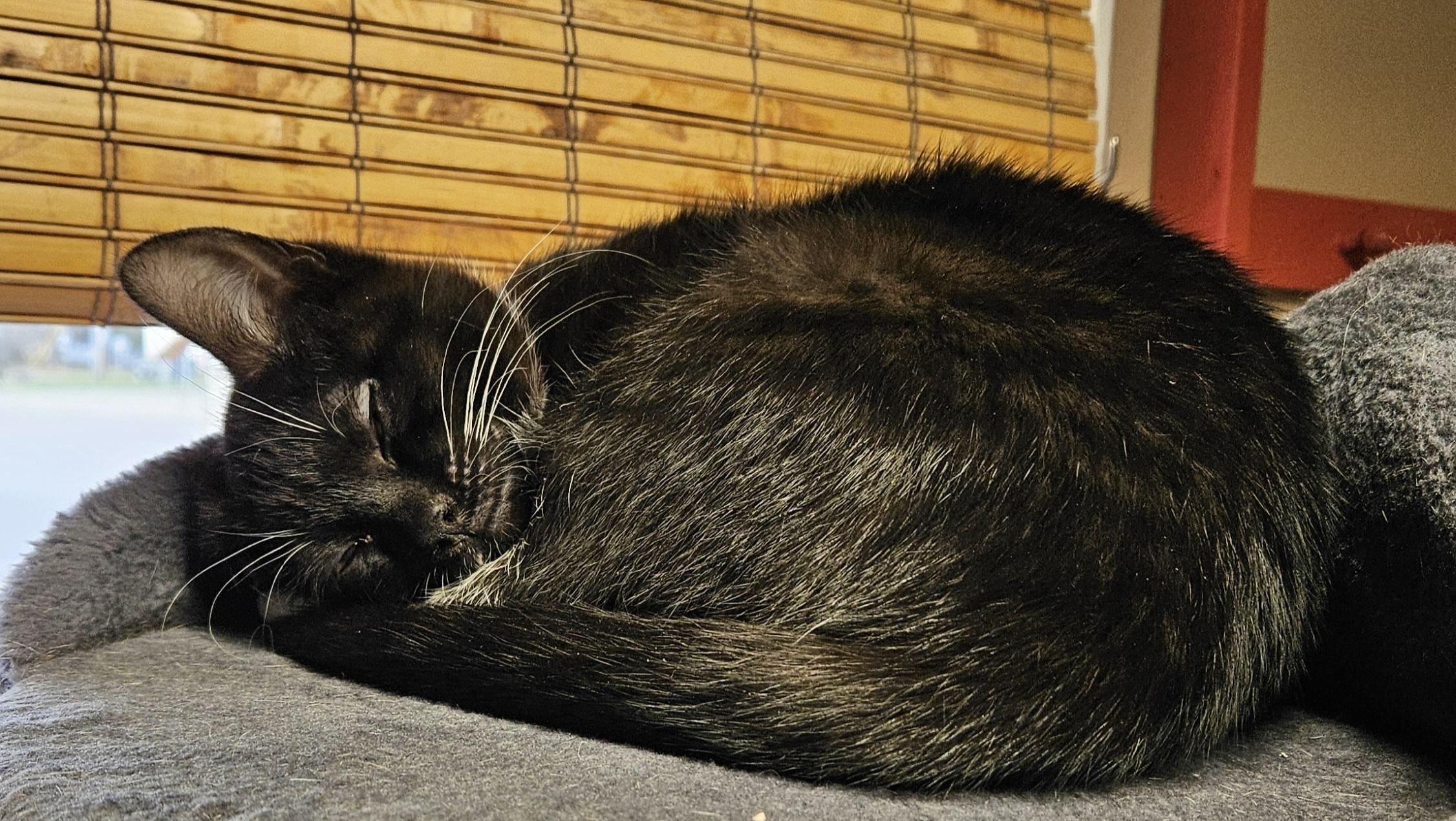 Enlarge Cameo, a Adoptable Domestic Short Hair in Brockport, NY image 5/6