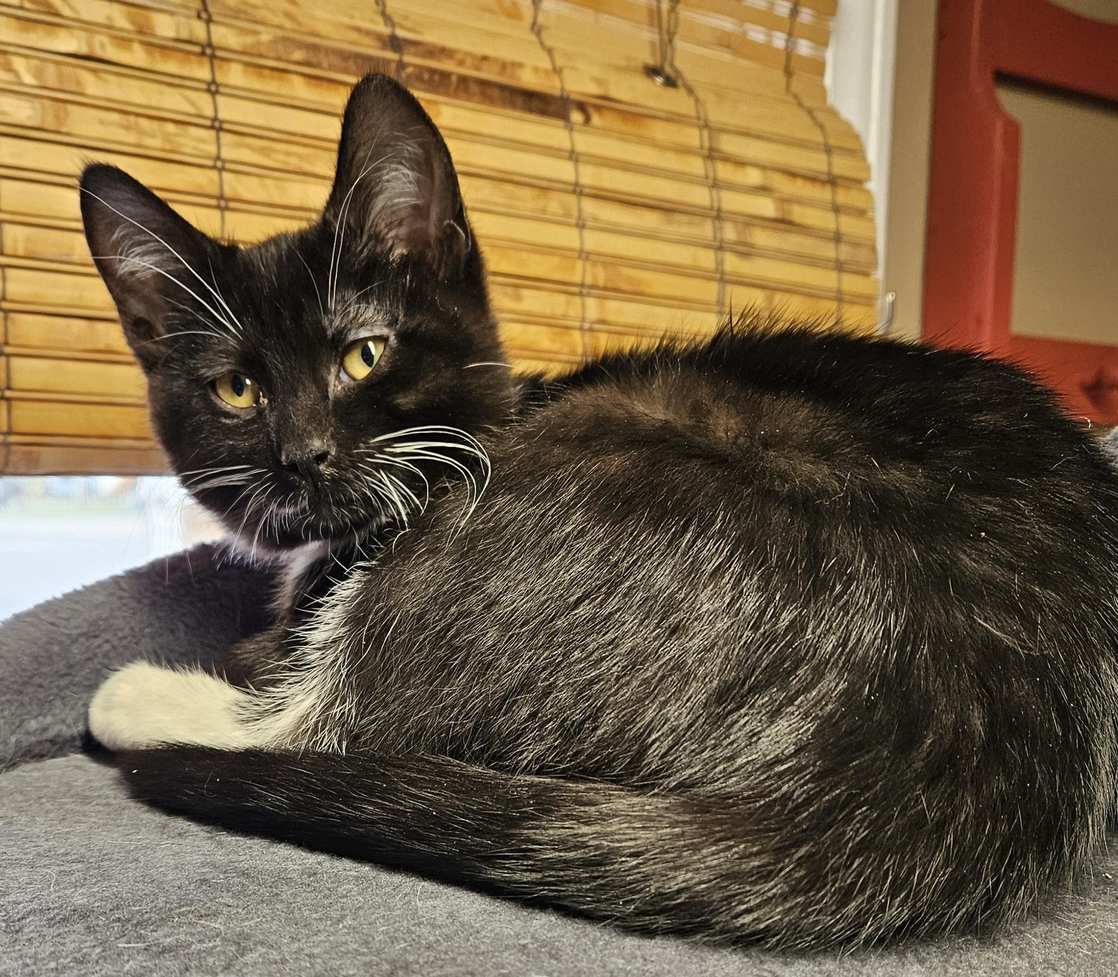 Enlarge Cameo, a Adoptable Domestic Short Hair in Brockport, NY image 1/6